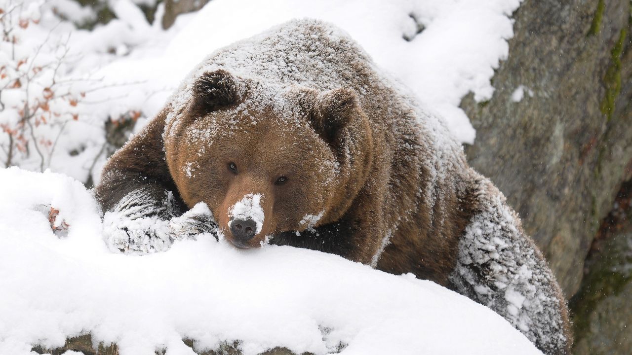 Wallpaper bear, brown, snow, large, walk, hunting