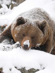 Preview wallpaper bear, brown, snow, large, walk, hunting