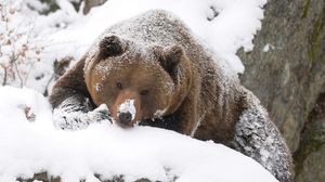 Preview wallpaper bear, brown, snow, large, walk, hunting