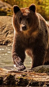 Preview wallpaper bear, color, water, climbing