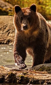 Preview wallpaper bear, color, water, climbing