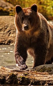 Preview wallpaper bear, color, water, climbing