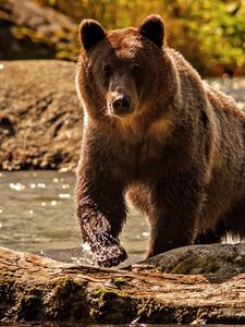 Preview wallpaper bear, color, water, climbing