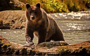 Preview wallpaper bear, color, water, climbing