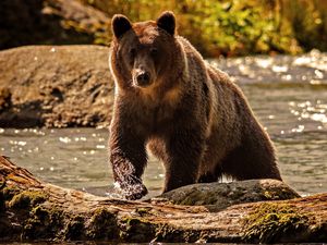 Preview wallpaper bear, color, water, climbing