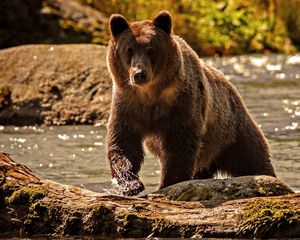 Preview wallpaper bear, color, water, climbing