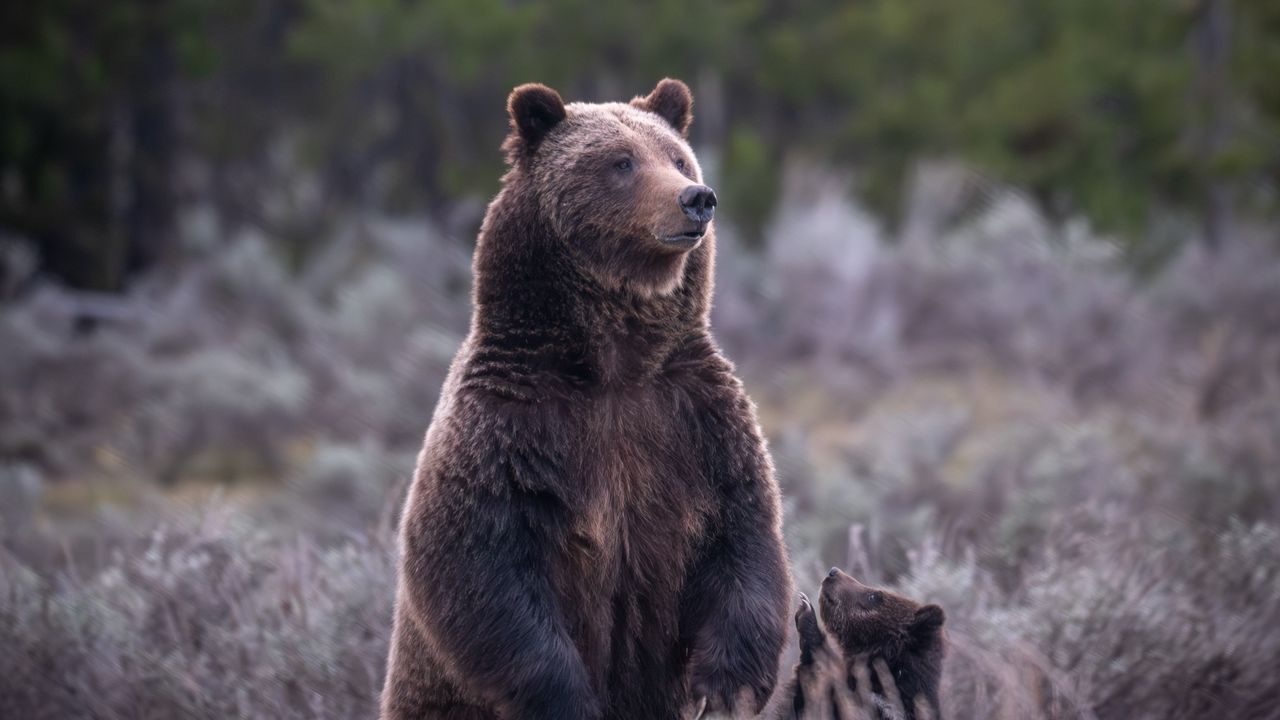Wallpaper bear, cub, animals, wildlife