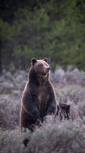 Preview wallpaper bear, cub, animals, wildlife
