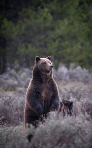 Preview wallpaper bear, cub, animals, wildlife