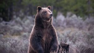 Preview wallpaper bear, cub, animals, wildlife