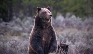 Preview wallpaper bear, cub, animals, wildlife