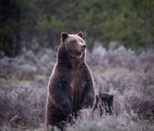 Preview wallpaper bear, cub, animals, wildlife