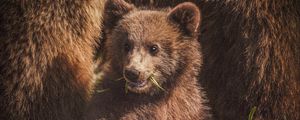 Preview wallpaper bear cub, bear, funny, cute, animal