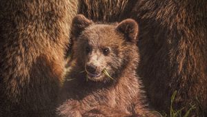 Preview wallpaper bear cub, bear, funny, cute, animal