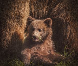 Preview wallpaper bear cub, bear, funny, cute, animal