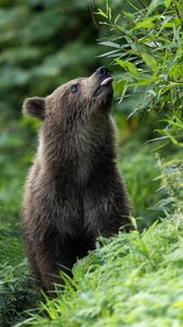 Preview wallpaper bear cub, bear, protruding tongue, wild, animal, leaves