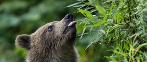 Preview wallpaper bear cub, bear, protruding tongue, wild, animal, leaves