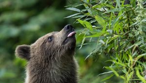 Preview wallpaper bear cub, bear, protruding tongue, wild, animal, leaves