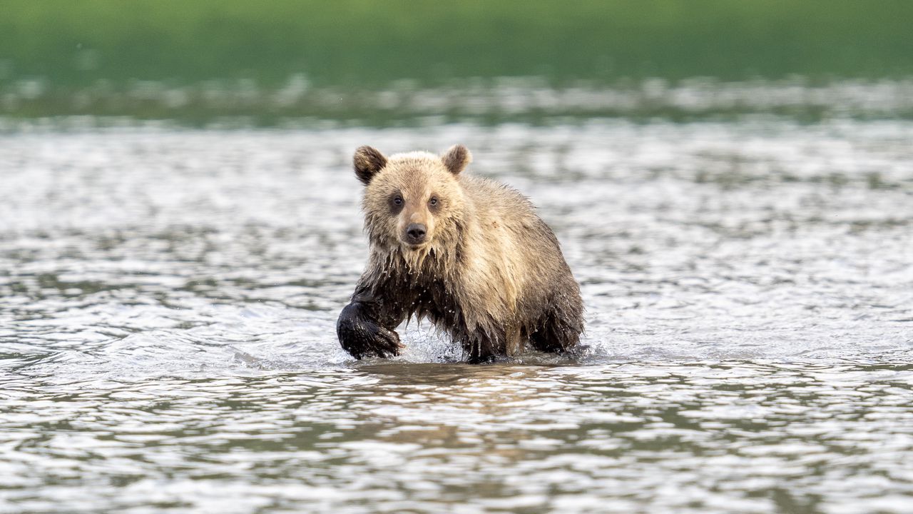 Wallpaper bear cub, bear, river, wild, animal, wet