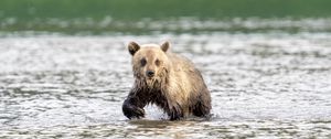 Preview wallpaper bear cub, bear, river, wild, animal, wet