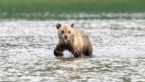 Preview wallpaper bear cub, bear, river, wild, animal, wet