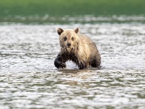 Preview wallpaper bear cub, bear, river, wild, animal, wet