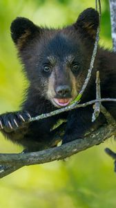 Preview wallpaper bear, cub, branch, sitting