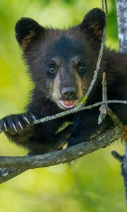 Preview wallpaper bear, cub, branch, sitting