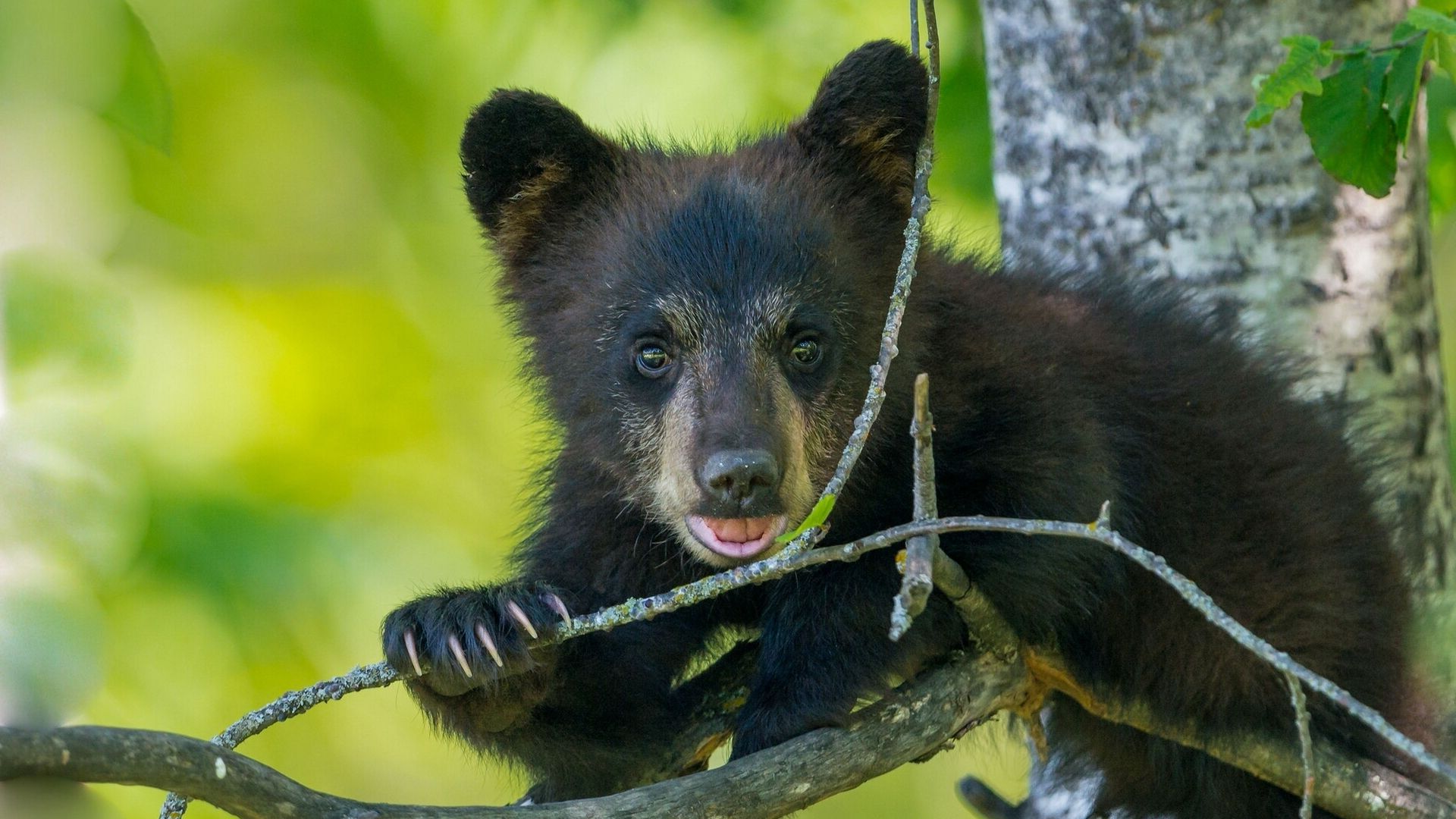 Download wallpaper 1920x1080 bear, cub, branch, sitting full hd, hdtv ...