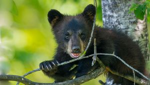 Preview wallpaper bear, cub, branch, sitting