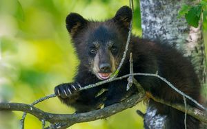 Preview wallpaper bear, cub, branch, sitting