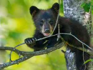 Preview wallpaper bear, cub, branch, sitting