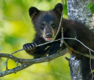Preview wallpaper bear, cub, branch, sitting