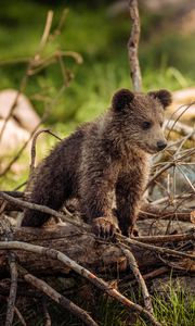 Preview wallpaper bear cub, cub, branches, walk