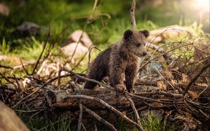 Preview wallpaper bear cub, cub, branches, walk