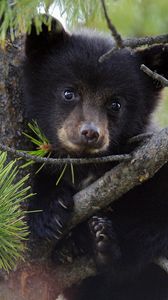 Preview wallpaper bear, cub, fur, twigs, tree