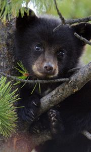 Preview wallpaper bear, cub, fur, twigs, tree