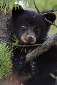 Preview wallpaper bear, cub, fur, twigs, tree