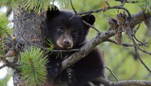 Preview wallpaper bear, cub, fur, twigs, tree