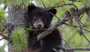 Preview wallpaper bear, cub, fur, twigs, tree