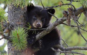 Preview wallpaper bear, cub, fur, twigs, tree