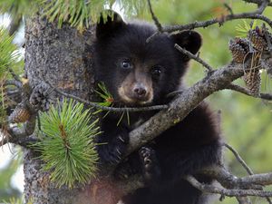 Preview wallpaper bear, cub, fur, twigs, tree