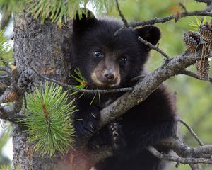 Preview wallpaper bear, cub, fur, twigs, tree