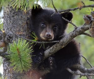 Preview wallpaper bear, cub, fur, twigs, tree