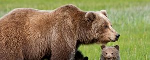 Preview wallpaper bear, cub, grass, walk