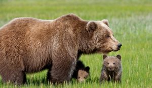 Preview wallpaper bear, cub, grass, walk