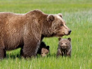 Preview wallpaper bear, cub, grass, walk