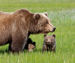 Preview wallpaper bear, cub, grass, walk