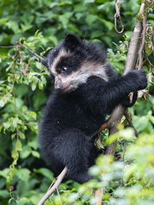 Preview wallpaper bear, cub, predator, tree