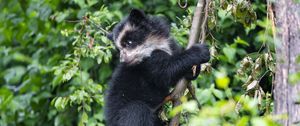 Preview wallpaper bear, cub, predator, tree